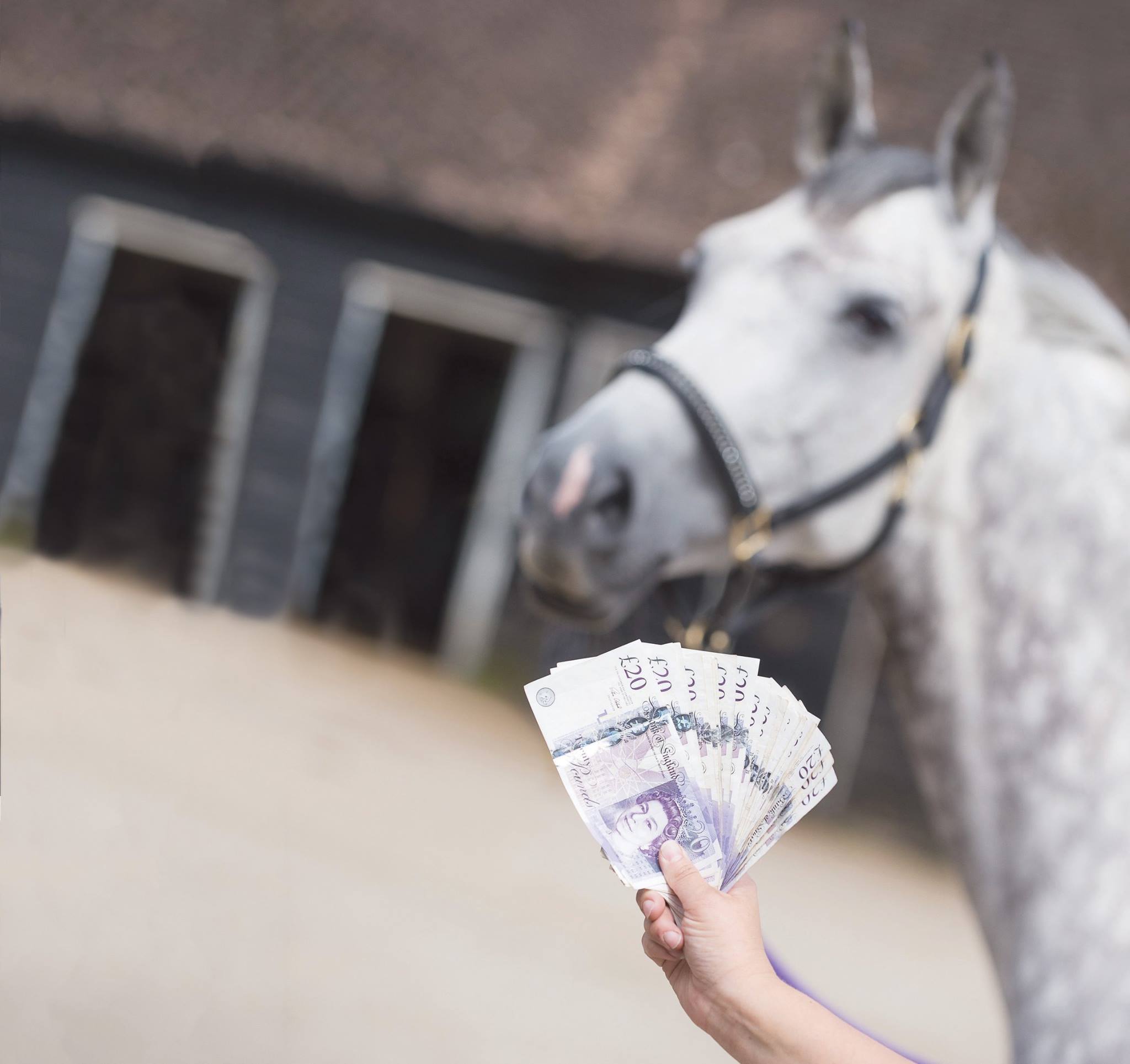 How Much Does A Horse Cost - How Much Is A Horse?